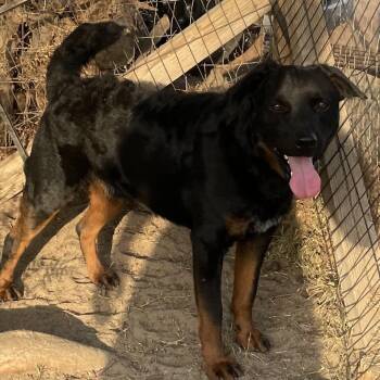 Rescue Australian Kelpie and Australian Cattle Dog Blue Heeler Dogs for Adoption in Los Angeles, California - Wiley | PetCurious