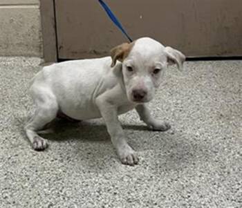 Rescue Pit Bull Terrier Dogs for Adoption in Conroe, Texas - A420498 | PetCurious