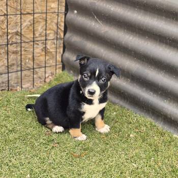Border Collie and Australian Shepherd Dogs Available for Adoption in Apache Junction, Arizona - Brooch | PetCurious