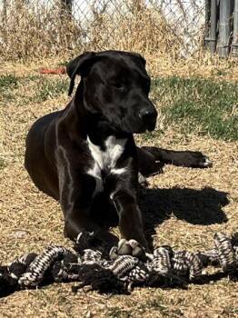 Mixed Breed Dogs Available for Adoption in Fort Worth, Texas - Domino | PetCurious
