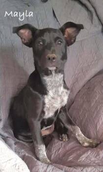 Mayla -  Mixed Breed Dog for Adoption in Waunakee, Wisconsin - Mayla | PetCurious