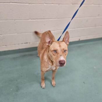 Philip Silver -  Mixed Breed Dog for Adoption in Memphis, Tennessee - Philip Silver | PetCurious