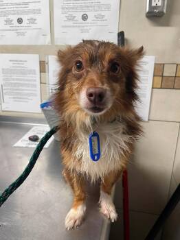 Spock -  Pomeranian Dog for Adoption in Phoenix, Arizona - Spock | PetCurious