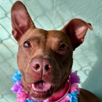 Boxer Dogs Available for Adoption in Austin, Texas - Chili | PetCurious