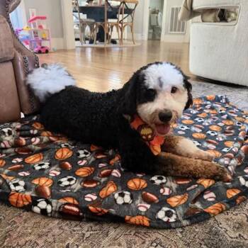 Sven Doodle Itty Bitty Bernedoodle -  Bernese Mountain Dog and Miniature Poodle Dog for Adoption in Friendswood, Texas - Sven Doodle Itty Bitty Bernedoodle | PetCurious