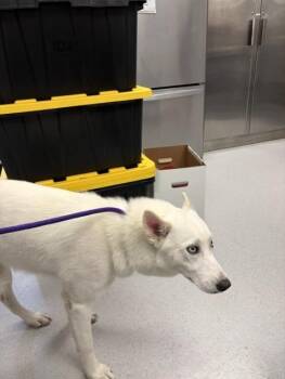 Coconut -  Husky Dog for Adoption in Allen, Texas - Coconut | PetCurious