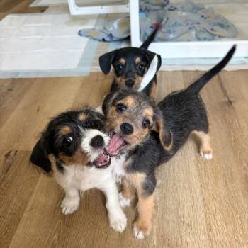 Hudson -  Terrier and Mixed Breed Dog for Adoption in Wichita, Kansas - Hudson | PetCurious