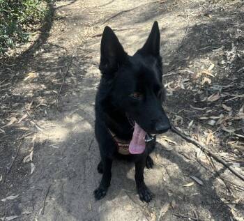 Koda - Courtesy Post -  German Shepherd Dog Dog for Adoption in San Diego, California - Koda - Courtesy Post | PetCurious