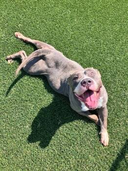 KaTina -  American Bulldog and Mixed Breed Dog for Adoption in Jackson, Tennessee - KaTina | PetCurious