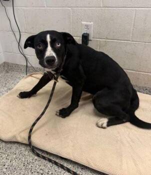 Petal -  Mixed Breed Dog for Adoption in Kansas City, Missouri - Petal | PetCurious