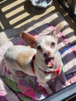 Chihuahua Dogs Available for Adoption - Cain | PetCurious