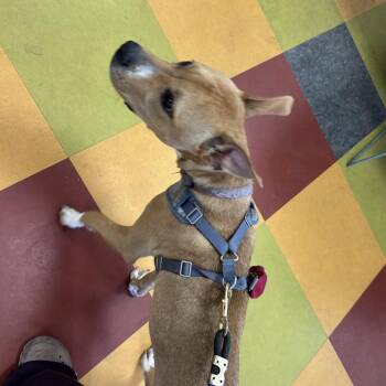 Biscuit -  Mixed Breed Dog for Adoption in Philadelphia, Pennsylvania - Biscuit | PetCurious