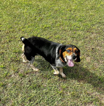 Rescue Beagle Dogs for Adoption in Hillsborough, North Carolina - Iridessa | PetCurious
