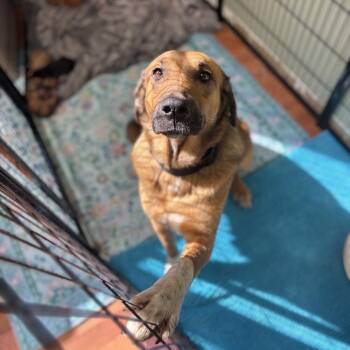 Lorelai -  Shepherd and Mixed Breed Dog for Adoption in Springboro, Ohio - Lorelai | PetCurious