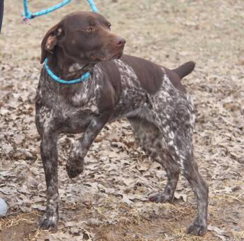 German Shorthaired Pointer Dogs Available for Adoption - Delta | PetCurious