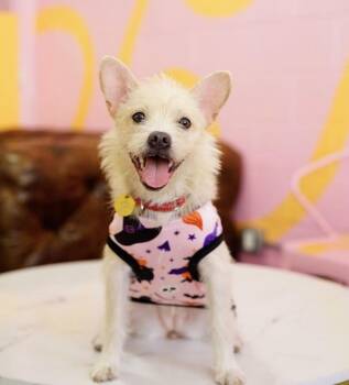 Harriet -  Terrier Dog for Adoption in Pasadena, California - Harriet | PetCurious