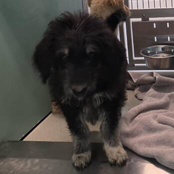 Golden Retriever and Poodle Dogs Available for Adoption in Norman, Oklahoma - Finn | PetCurious