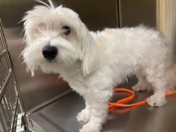 MAXIMUS -  Maltese Dog for Adoption in Tustin, California - MAXIMUS | PetCurious