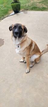 Rescue German Shepherd Dog Dogs for Adoption in Noble, Oklahoma - Milo | PetCurious