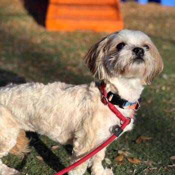 Shih Tzu Dogs Available for Adoption - Livi | PetCurious