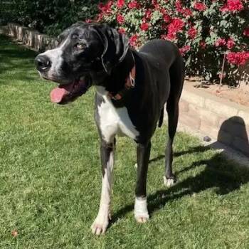 Great Dane Dogs Available for Adoption - Yuma | PetCurious