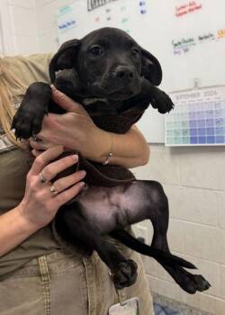 Cypress -  Mixed Breed Dog for Adoption in Kansas City, Missouri - Cypress | PetCurious