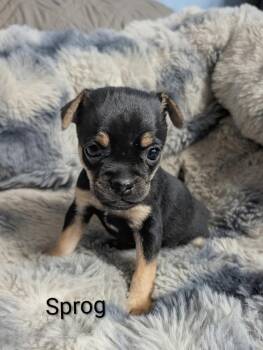 Sprog -  Chihuahua Dog for Adoption in Carson City, Nevada - Sprog | PetCurious