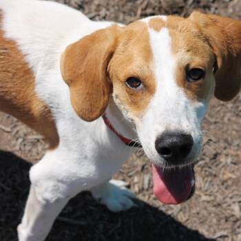 Hound Dogs Available for Adoption - PUCK | PetCurious