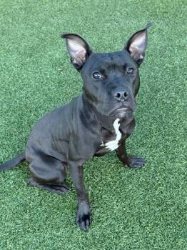 Rescue Mixed Breed Dogs for Adoption in Dallas, Texas - LENORA | PetCurious