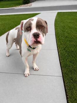American Bulldog Dogs Available for Adoption in Broomfield, Colorado - DRAX | PetCurious