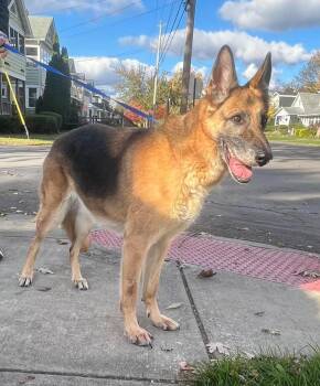 Rescue German Shepherd Dog Dogs for Adoption in Liverpool, New York - Honey | PetCurious