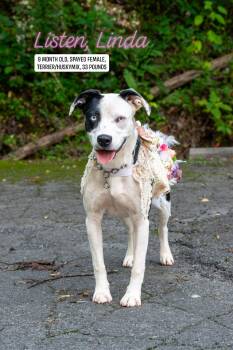 Listen Linda -  Terrier and Husky Dog for Adoption in Sevierville, Tennessee - Listen Linda | PetCurious