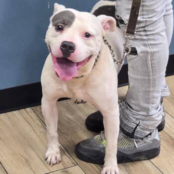 Pete -  Pit Bull Terrier Dog for Adoption in Newark, New Jersey - Pete | PetCurious