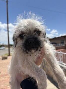 Shih Tzu and Mixed Breed Dogs Available for Adoption in El Paso, Texas - 60963036 | PetCurious