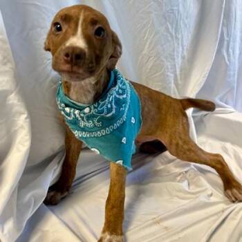 Tip -  Mixed Breed Dog for Adoption in Canal Winchester, Ohio - Tip | PetCurious