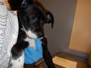 Pit Bull Terrier Dogs Available for Adoption in San Jose, California - MILKSHAKE | PetCurious