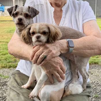 Daisy and Penny -  Shih Tzu Dog for Adoption in Olympia, Washington - Daisy And Penny | PetCurious