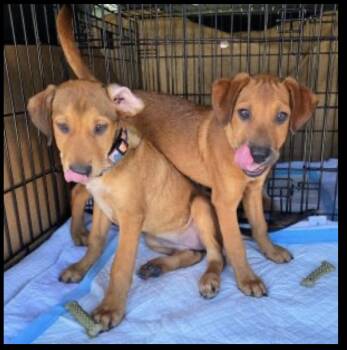 Buffy -  Labrador Retriever and Golden Retriever Dog Available for Adoption in Mount Laurel Township, New Jersey - Buffy | PetCurious