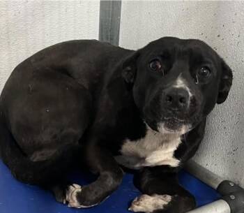 American Bully Dogs Available for Adoption in Frazier Park, California - Cain | PetCurious