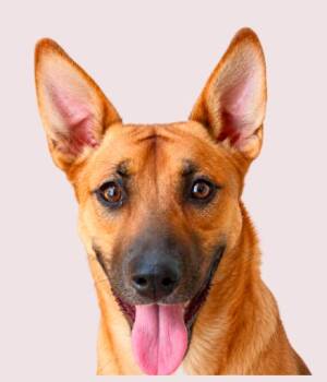 Colby -  Mixed Breed Dog for Adoption in Tampa, Florida - Colby | PetCurious
