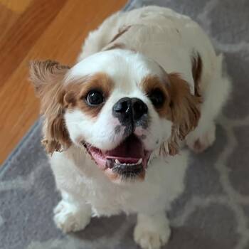 Cavalier King Charles Spaniel Dogs Available for Adoption in Brockport, New York - Sparky | PetCurious