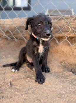 Bacon -  Schnauzer and Mixed Breed Dog for Adoption in Severance, Colorado - Bacon | PetCurious