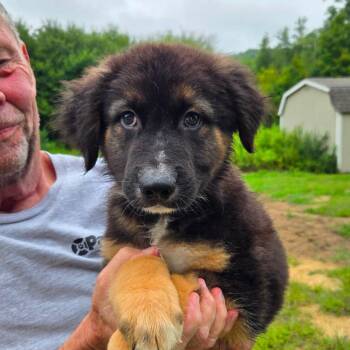 CT Scooby -  Terrier and Mixed Breed Dog for Adoption in Stormville, New York - CT Scooby | PetCurious