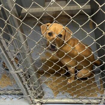 Dug -  Mixed Breed Dog for Adoption in Gadsden, Alabama - Dug | PetCurious