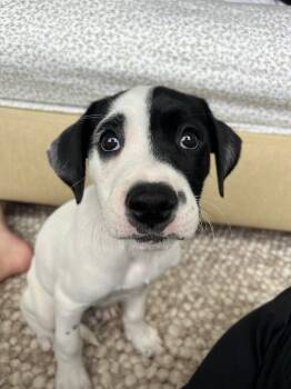 Labrador Retriever Dogs Available for Adoption in Houston, Texas - Danity | PetCurious