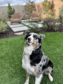 Rescue Australian Shepherd Dogs for Adoption in West Hollywood, California - Onyx | PetCurious