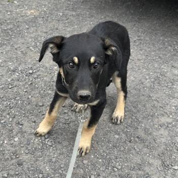 Camille -  German Shepherd Dog and Mixed Breed Dog for Adoption in Bellingham, Washington - Camille | PetCurious