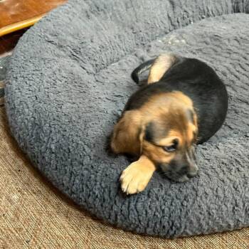 Yertle -  Mixed Breed Dog for Adoption in Fredericksburg, Virginia - Yertle | PetCurious