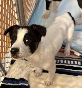 Cattle Dog and Labrador Retriever Dogs Available for Adoption - Zakouma | PetCurious