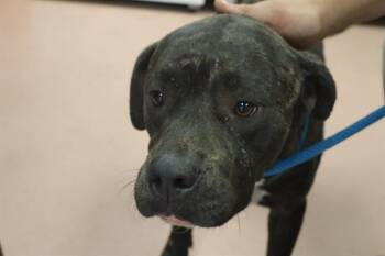 JENKINS -  Mixed Breed Dog for Adoption in Columbia, South Carolina - JENKINS | PetCurious